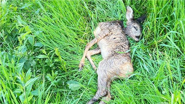 Totes Reh am Wegesrand in Kuhstedt vom Jäger überfahren?  Ob das Reh bei einem Quadunfall gestorben ist, ist nicht geklärt.