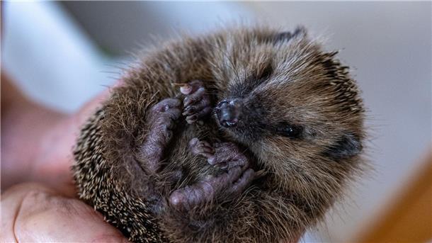 Ob ein Igel zusätzliches Futter und Hilfe braucht, können Experten am besten entscheiden.
