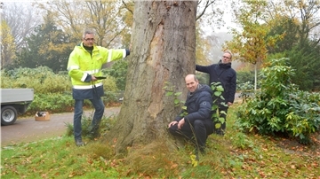 Olaf Kranz (links), Kester Kirchwehm (Mitte) und Thomas Reinicke vom Gartenbauamt inspizieren den Zustand einer Baumruine.