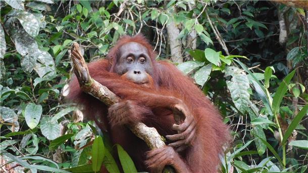 500. ausgewilderter Orang-Utan macht Sprung in die Freiheit Orang-Utan Ben, aufgenommen im Bukit Baka Bukit Raya Nationalpark im indonesischen Borneo. Seine Auswilderung vor knapp sechs Monaten war ein Meilenstein.