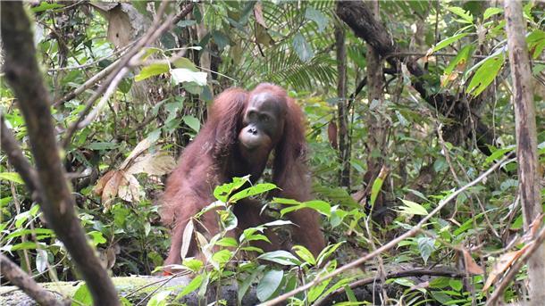 Orang-Utan Ben: 500. Auswilderung auf Borneo Orang-Utan Ben bei seiner Auswilderung im Bukit Baka Bukit Raya Nationalpark in Zentral-Kalimantan.