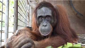 Orang-Utan Gonzales. Im Regenwald der riesigen Insel hat BOS vor wenigen Tagen den 500. Menschenaffen im Nationalpark Bukit Baka Bukit Raya in Zentral-Kalimantan, dem indonesischen Teil von Borneo, ausgewildert.
