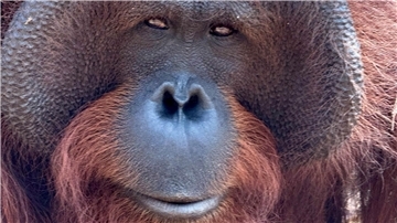 Orang-Utans teilen 97 Prozent ihres Erbguts mit den Menschen und sind sehr intelligent. (Archivbild)