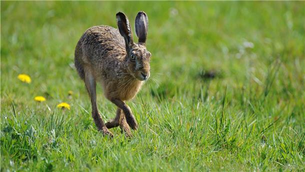 Ostern kann kommen. Dem Hasen geht es wieder besser. Niedersachsenweit haben sich die Bestände erholt. Auch in Nordenham ist der Feldhase reichlich vertreten.