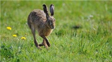 Ostern kann kommen. Dem Hasen geht es wieder besser. Niedersachsenweit haben sich die Bestände erholt. Auch in Nordenham ist der Feldhase reichlich vertreten.
