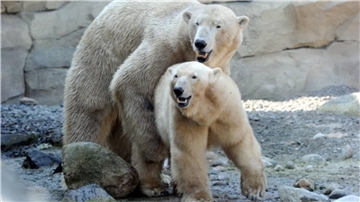 Paarungsakt der Eisbären Lloyd und Victoria. Damals klappte es nicht mit dem Nachwuchs.