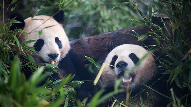 Zahl in freier Wildbahn lebender Pandas gestiegen Pandabären ernähren sich am liebsten von Bambus.