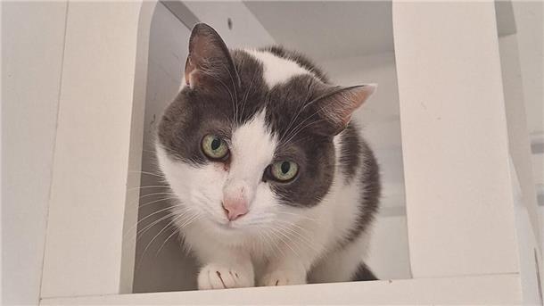 Tierschutz Bremerhaven: Bei netten Zweibeinern ist Penelope verschmust Penelope (etwa 2009 geboren) ist eine ältere Katzendame