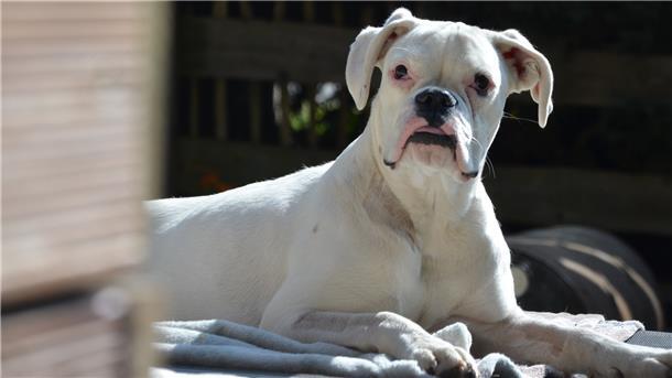 Nahaufnahme von "Pepper".