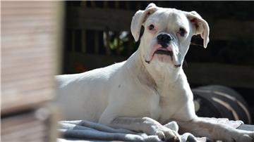 Nahaufnahme von "Pepper".