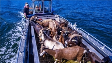 Per Boot werden die 22 tierischen Landschaftspfleger auf die Vogelschutzinsel Walfisch in der Wismarbucht gebracht.