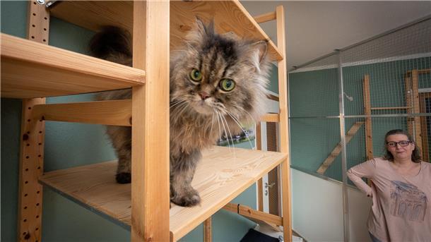 Dank „Gismos Inn“ können sogar Katzen in Bremerhaven Urlaub machen Perserkater Gizmo, der nach dem verstorbenen Maine-Coon-Kater „Gismo“ das zweite „Maskottchen“ des Katzenhotels „Gismos Inn“ ist, mit Frauchen Ute Kellmer.