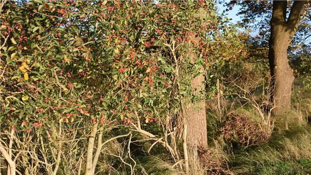 Das Pfaffenhütchen: Diesen Strauch haben Gespinstmotten zum Fressen gern Ein Pfaffenhütchen in der Hecke.