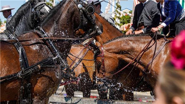 Pferde trinken trinken auf der heißen Aprilmesse in Sevilla Wasser.