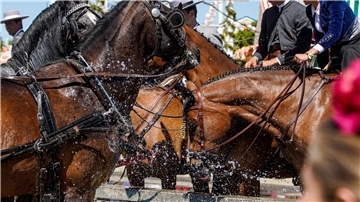 Pferde trinken trinken auf der heißen Aprilmesse in Sevilla Wasser.