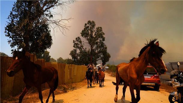 Zahl der Toten bei Waldbränden in Chile steigt auf 112 Pferde werden vor einem sich ausbreitenden Waldbrand in Sicherheit gebracht.