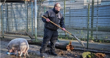 Philipp Schöller hat ursprünglich Zootierpfleger gelernt. Im Tierheim hat er es nun auch mal mit Schweinen zu tun.