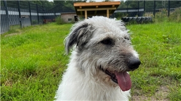 Ein Hund mit weißem Fell sitzt auf einer Wiese und hechelt.