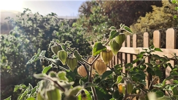 Physalis kann auch im Gartenboden heranwachsen. Aber die Witterung sollte dafür möglichst mild sein. 