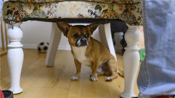 Ein Chihuahua versteckt sich unter einem Sessel.