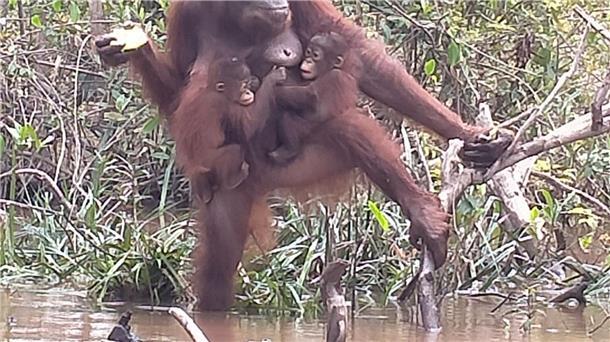 Plötzlich trug Du zwei Babys an der Brust.