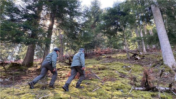 Polizeibeamte durchkämmen das Gebiet, in dem der Jogger von einer Bärin attackiert und getötet wurde.
