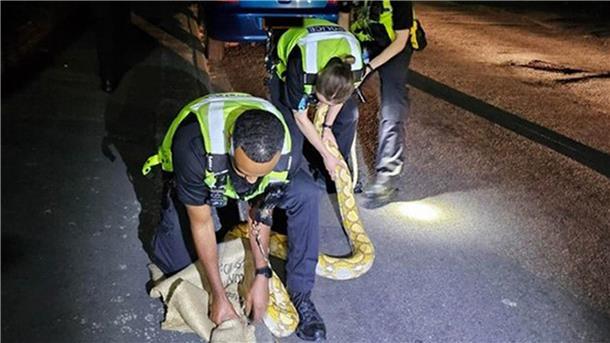 Polizei fängt 3,6 Meter langen Python auf der Straße ein Polizeibeamte fangen den 3,6 Meter langen Python ein.