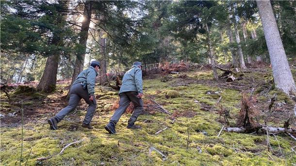 Polizeibeamte gehen durch den Wald vor einem mit Flatterband abgesperrten Bereich.  In Norditalien ist ein Jogger möglicherweise von einem Bären angegriffen und getötet worden.