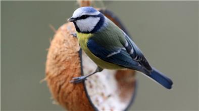 Eine Blaumeise sitzt an einer halben aufgehängten Kokosnuss, die mit Vogelfutter gefüttert ist. 