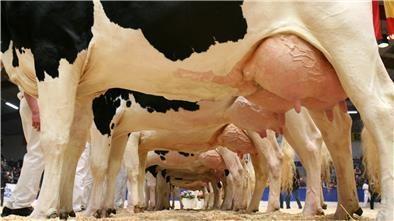 Pralle Euter: Die Hochleistungskühe von heute produzieren enorm viel Milch. Aber leben sie deshalb gleich in Agrarfabriken? Tiermediziner Professor Thomas Blaha findet den Begriff für die Debatte um Tierwohl nicht hilfreich.