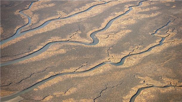 Salzwiesen helfen auch bei Klimaänderungen dem Küstenschutz Priele ziehen sich durch die Salzwiesen von Spiekeroog.