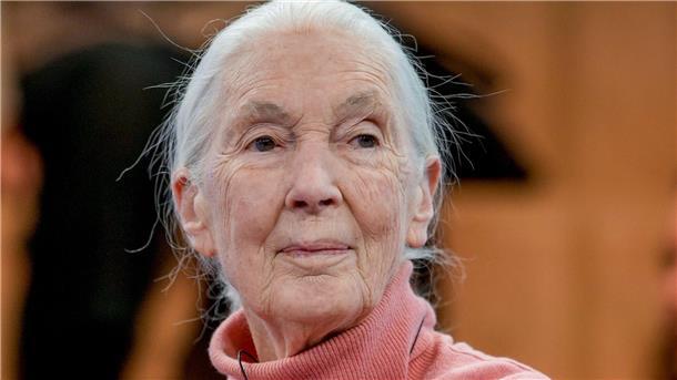 Jane Goodall: Der „weiße Menschenaffe“ wird 90 Primatenforscherin und Anthropologin Jane Goodall feiert ihren 90. Geburtstag.