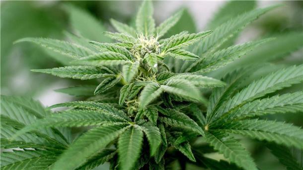 Strengere Regeln für Cannabis-Anbauvereine Privater Cannabis-Anbau ist seit dem 1. April legal.