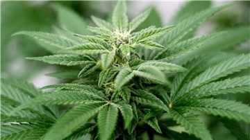 Privater Cannabis-Anbau ist seit dem 1. April legal.