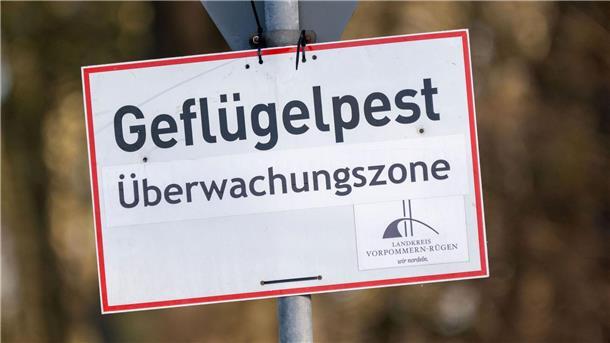 Vogelgrippe breitet sich aus - Agrarminister beraten Pro getötetem Tier können Tierhalterinnen und Tierhalter bis zu 50 Euro erhalten. (Symbolbild)
