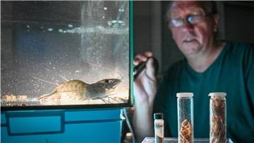Projektleiter Dr. Reinhard Saborowski füttert Geißelgarnelen mit Futterpellets, die aus Krabbenschalen gewonnen wurden.