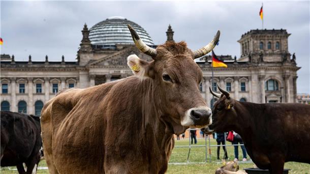 Eine Kuhherde auf der Reichstagswiese Protest-Aktion vor dem Reichstag. Immer weniger Rinder habe Zugang zu einer Weide.