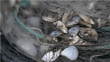 Quagga-Muscheln breiten sich rasant im Bodensee aus.