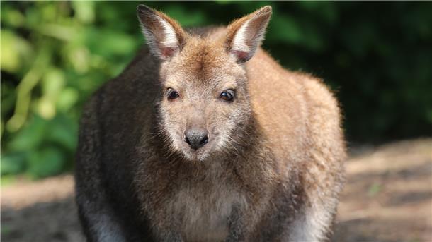 Queeny ist in ihren eineinhalb Jahren auf der Lama Ranch Narvanas in Mürrwarden bereits zweimal Mutter geworden. Nach Maggy tummelt sich jetzt Tiffy in ihrem Beutel.