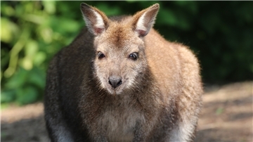 Queeny ist in ihren eineinhalb Jahren auf der Lama Ranch Narvanas in Mürrwarden bereits zweimal Mutter geworden. Nach Maggy tummelt sich jetzt Tiffy in ihrem Beutel.