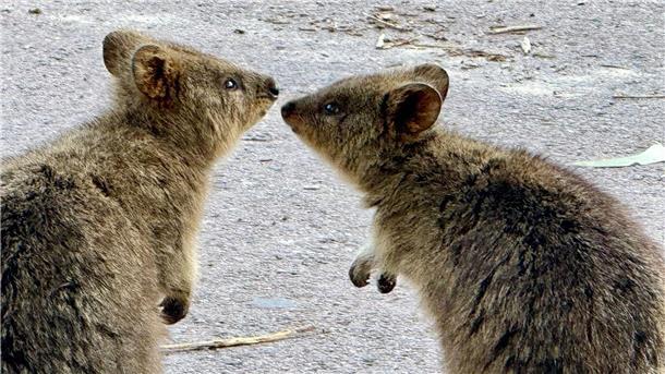 Quokkas sind gesellige Tiere und leben oft in Familiengruppen.