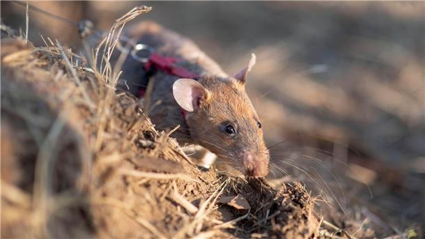 Schnupper-Ratten helfen Menschen retten Ratte Ronin hat schon mehr als 100 Landminen aufgespürt.