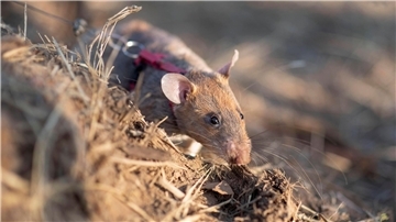 Ratte Ronin hat schon mehr als 100 Landminen aufgespürt.