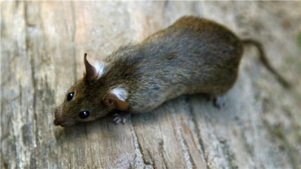 Neue Verordnung: Meldepflicht für Rattenbefall tritt in Kraft Eine Ratte. Ratten können mehr als 120 Krankheiten übertragen – künftig muss ein Befall in Bremerhaven und Bremen gemeldet werden.