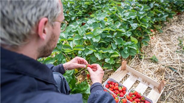 Raus aufs Feld: Die Saison hat mit Verspätung begonnen, aber jetzt kann man auch im Cuxland selbst Erdbeeren pflücken.