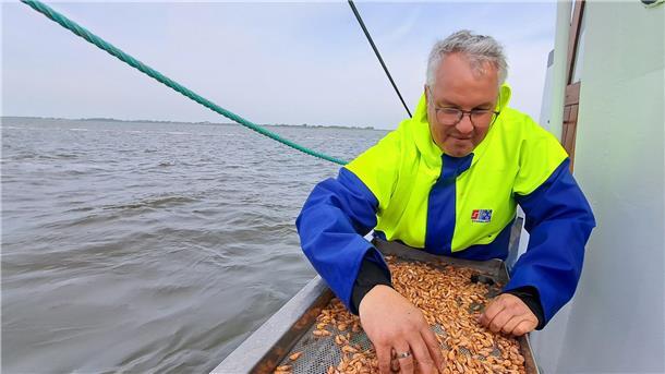 Kutter „Claudia“: Die besten Fotos von der Fangfahrt für den Krabbentag Reeder René Schmidt hilft beim Showfischen vor dem Krabbentag in Wremen.
