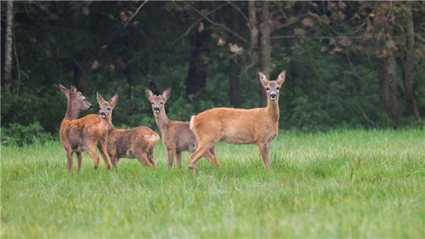 Bilder des Tages Rehe halten Ausschau.