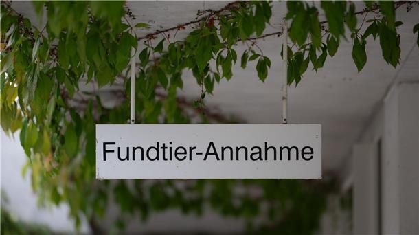 Rettung für ausgesetzte Katzen: die „Fundtier-Annahme“ im Tierheim Berlin. (Archivbild)
