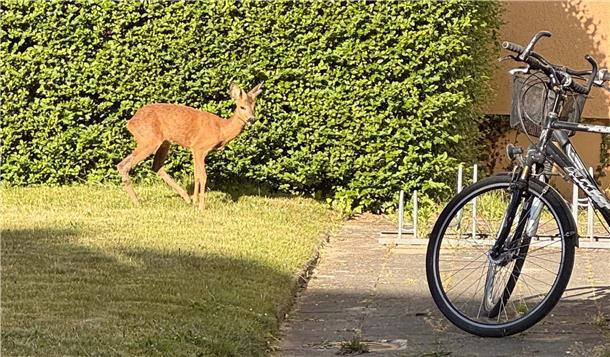 Ein Reh vor einer Hecke in einem Innenhof.