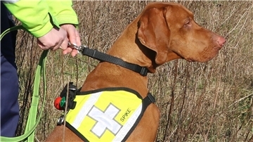 Rettungshunde wie Spike haben in diesem Jahr besonders unter Zecken zu leiden, da sie sich viel im Unterholz bewegen.